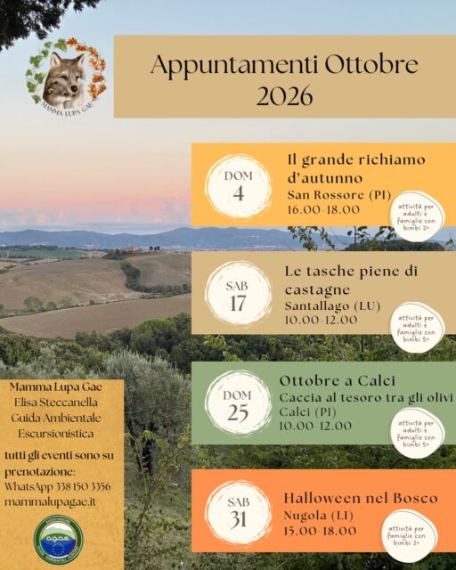 In autunno la natura si trasforma.
A ottobre il bosco è tutto da scoprire.
Gli alberi cambiano colore, gli animali cambiano abitudini e il bosco lascia i suoi frutti.
Questo mese quattro esperienze per vedere e toccare cosa sta succedendo.
🫎Domenica 4 - Il grande richiamo d’autunno
A San Rossore è il periodo degli amori per i daini: un richiamo di sfida. Cammineremo in una zona poco conosciuta del Parco, cercando le tracce del loro passaggio.
🌰 Sabato 17 - Le tasche piene di castagne
Andremo insieme nella Tenuta di Santallago dove entreremo in un castagneto per la raccolta della regina dell’autunno: la castagna, e scoprire il frutto che per secoli ha sfamato intere montagne.
🫒 Domenica 25 - Ottobre a Calci, caccia al tesoro tra gli olivi
Sotto gli olivi le reti sono già stese, il paese inizia la raccolta. Una caccia al tesoro tutta dedicata all’olivo e al suo frutto, tra i terrazzamenti, cavalli e ciuchi.
🎃 Sabato 31 - Halloween nel bosco
Siamo alla 5^ edizione di questo evento che piace sempre molto a grandi e piccini.
Una camminata nel bosco dove conosceremo gli animali della notte e le antiche tradizioni della festa, aspettando la notte tra libri di mostri e streghette. Niente di troppo pauroso, tutta l’esperienza è pensata per i più piccoli.
Tutti gli eventi sono su prenotazione.
Vi aspetto!
