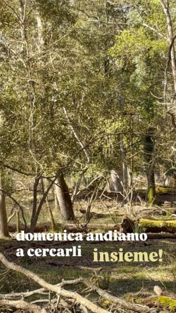 Qui, dove un tempo andavano a caccia i Granduchi dei Medici, oggi i daini corrono liberi tra pini, farnie e dune. E l’autunno per loro è un periodo speciale: è la stagione degli amori, quella in cui i maschi, all’alba e al tramonto, a volte fanno sentire la loro voce.
Se saremo fortunati lo ascolteremo. E in ogni caso cammineremo piano, cercheremo tracce, guarderemo il bosco cambiare colore e scopriremo insieme come vivono i daini in questo momento dell’anno.
Domenica 4 ottobre, “Il grande richiamo d’autunno” a San Rossore, per adulti e famiglie con bambini.
Ultimi posti, scrivimi in DM
#mammalupagae #escursioniconbambini #guidaambientaleescursionistica #educazioneambientale #daino