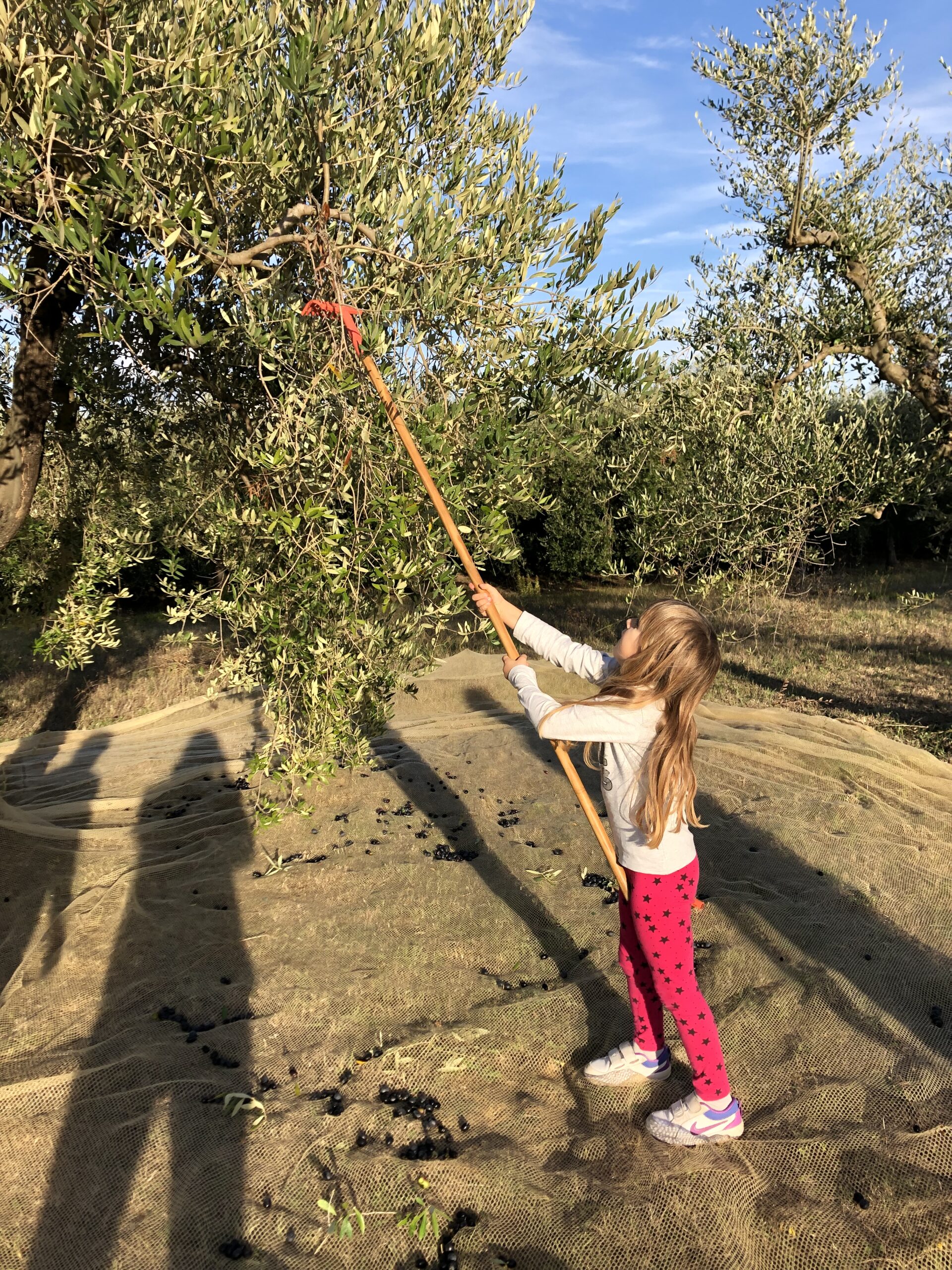 Autunno e la raccolta delle olive