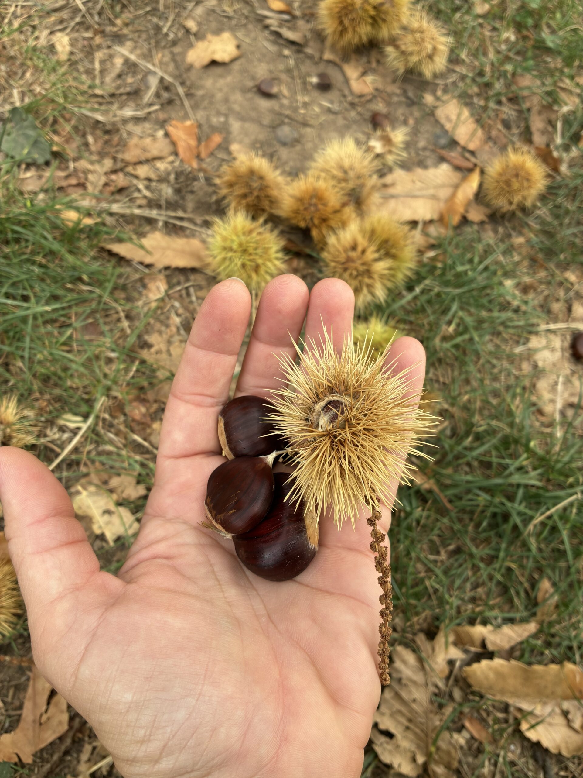 Le tasche piene di castagne