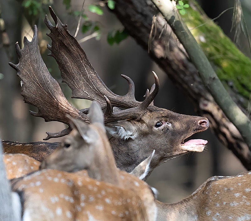Quando il bosco comincia a parlare